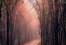 开云APP-东欧铁骑折戟夜：斯洛文尼亚欧预赛迷雾中的希望微光